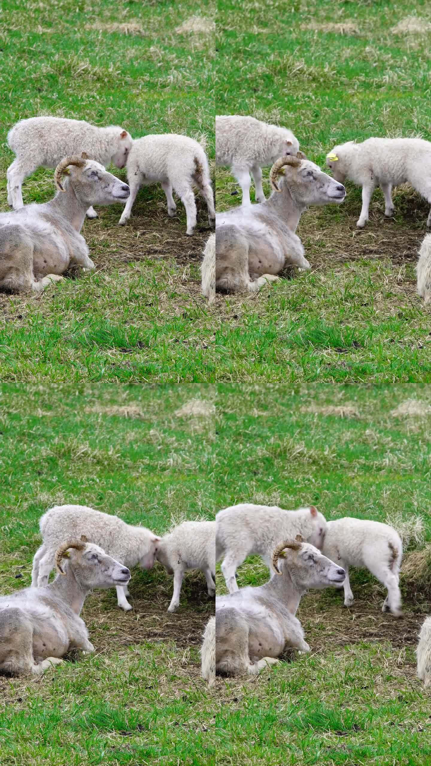 垂直画面:夏天，牧场上的一群羊，可爱的小羊在山间的绿色草地上吃草。有机羊毛和肉类生产。为社交媒体拍摄