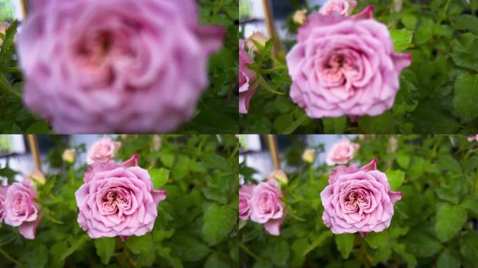 马特山玫瑰，淡紫色花瓣，法国植物品种，