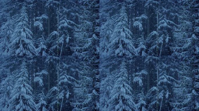 冬夜的森林里飘着雪