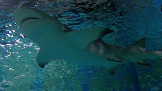 水族馆里的鲨鱼水族箱里游泳的小鱼水母鲨鱼