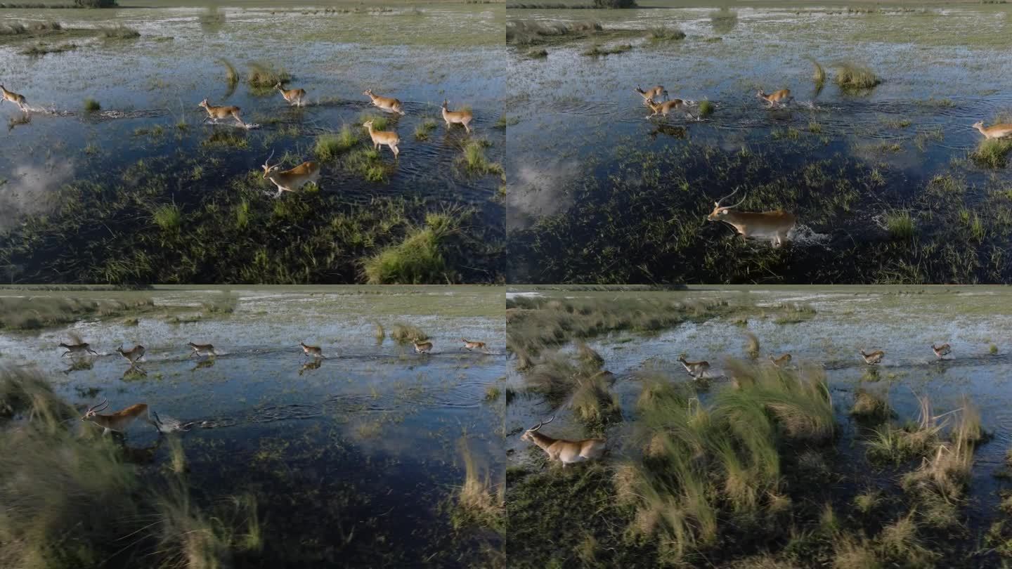 天线。在奥卡万戈三角洲的湿地上奔跑的红羚羊