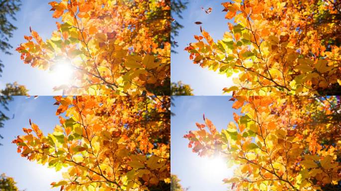 五颜六色的秋叶从树上落下