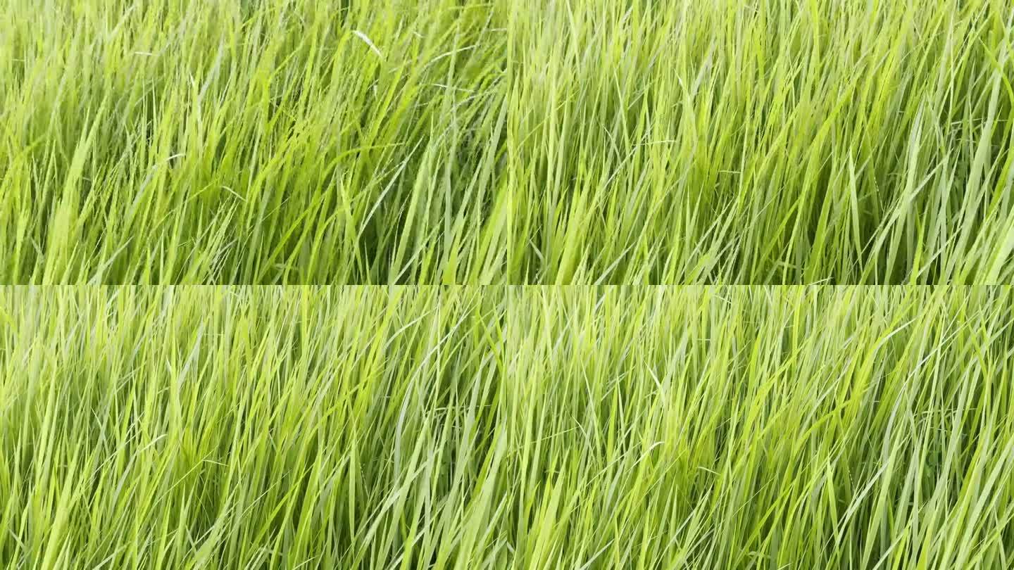 长长的草在风中摇曳——一个美丽而宁静的场景，唤起了宁静和平静的感觉。