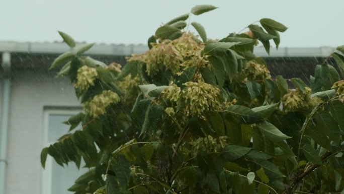 雨淋在茂密的森林里，丛林里的雨特写，水滴固定在绿叶上，热带森林里的雨天。雨滴落在树叶上。大雨落在树叶