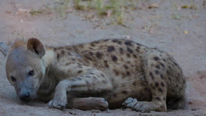 特写镜头。有斑点的雌性鬣狗躺着睡觉