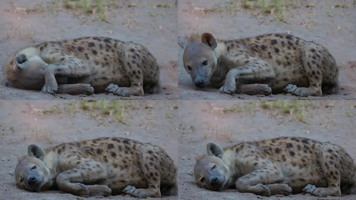 特写镜头。有斑点的雌性鬣狗躺着睡觉
