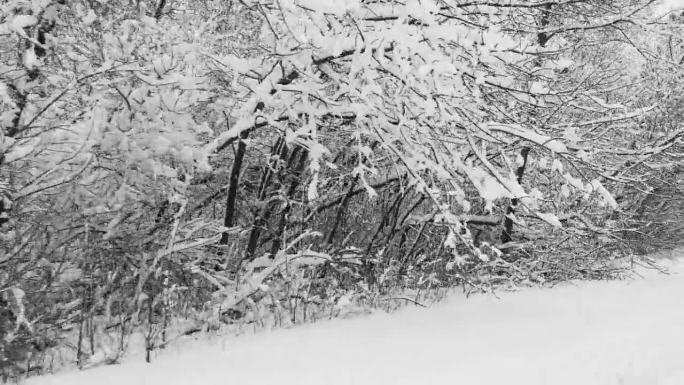 在下雪的时候，在北方国家沿着被雪覆盖的森林的冬季道路上的圣诞旅行。迎面而来的车辆。极端路况