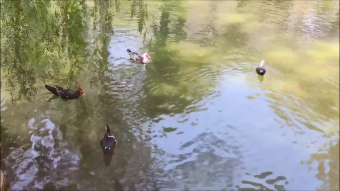 黑白相间的野鸭在城市公园的湖里游泳