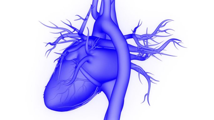 人体循环系统心脏跳动解剖动画概念