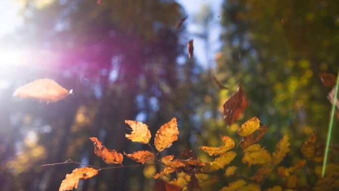 秋天森林里黄色和橙色树叶的特写