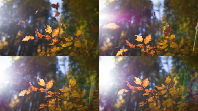 秋天森林里黄色和橙色树叶的特写