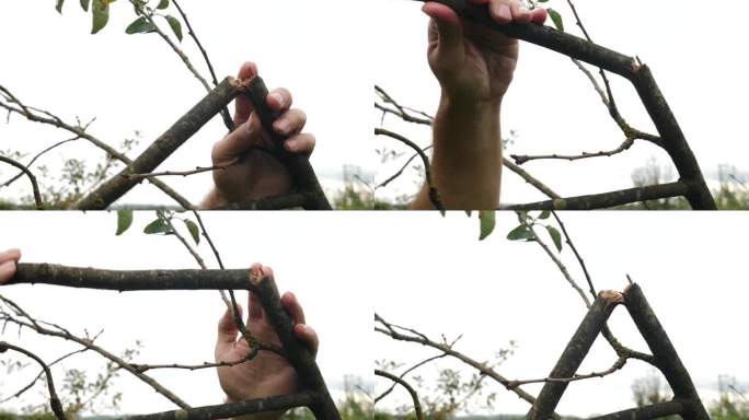 一位园丁正在检查一根折断的梨树树枝。暴风雨毁坏了果园。