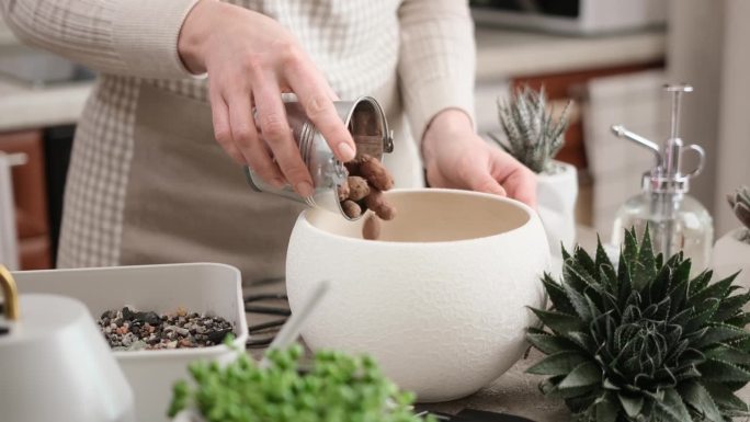 妇女在陶罐中添加膨胀粘土排水，用于芦荟室内植物移植