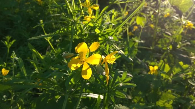 美丽的白屈菜盛开与精致的黄色花瓣在阳光下