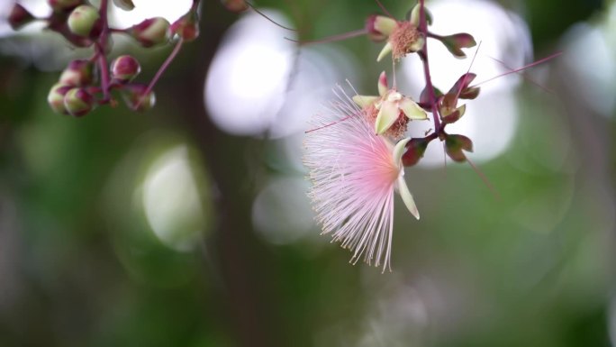 在日本冲绳岛石垣岛的早晨的Sagaribana或Barringtonia总状花序或粉扑树花