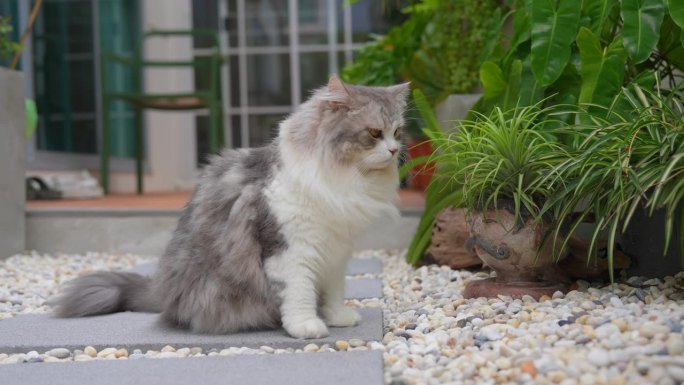 西伯利亚猫在自家花园里休息