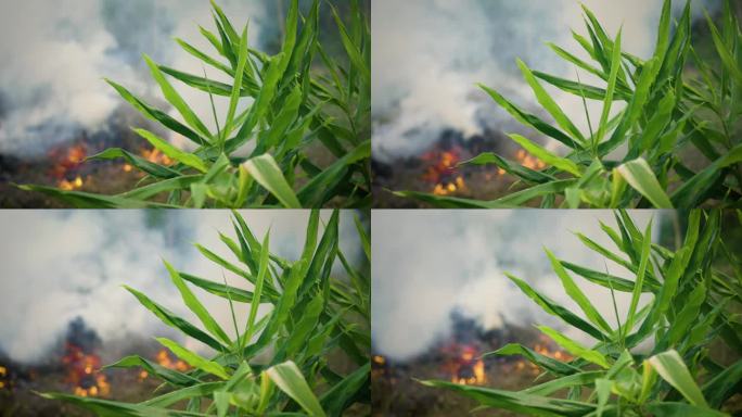 自然界中燃烧的火焚烧火烧森林大火