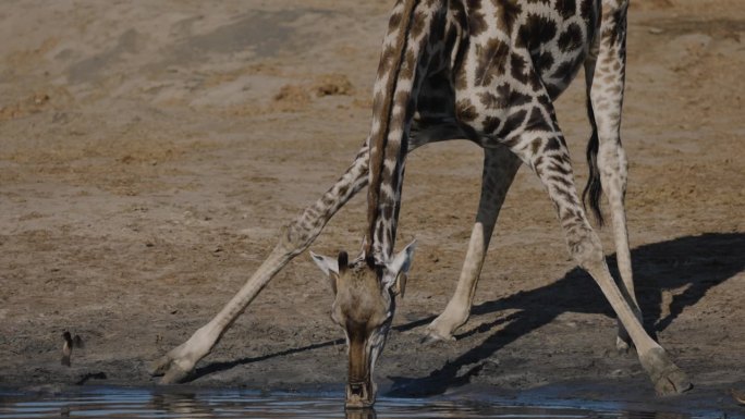 慢动作特写前视图。长颈鹿伸开双腿在水坑边喝水，而红嘴牛椋鸟则从它的耳朵里清除蜱虫