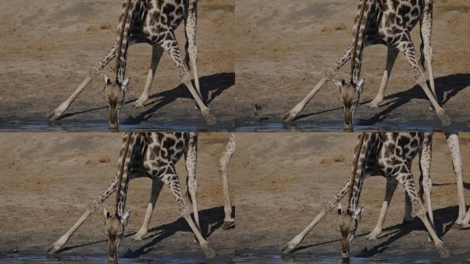 慢动作特写前视图。长颈鹿伸开双腿在水坑边喝水，而红嘴牛椋鸟则从它的耳朵里清除蜱虫