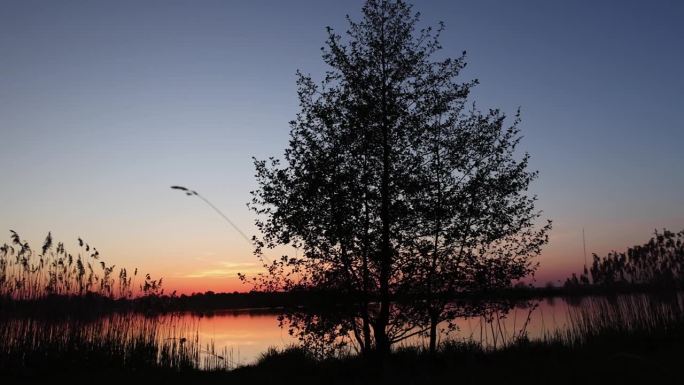 湖上落日的背景下，一棵树的剪影是橘黄色的
