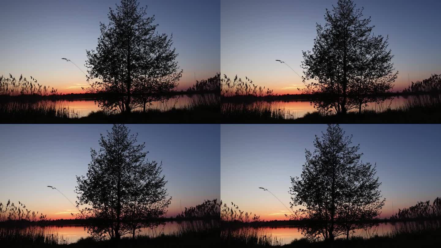 湖上落日的背景下，一棵树的剪影是橘黄色的