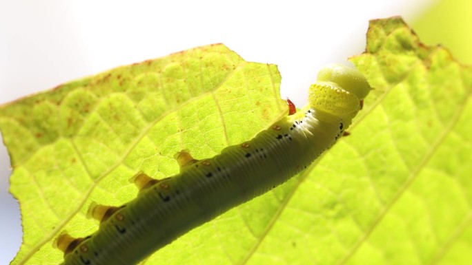 毛毛虫，大绿虫，叶子上的大绿虫。绿虫正在吃树叶。绿叶上的小虫。
