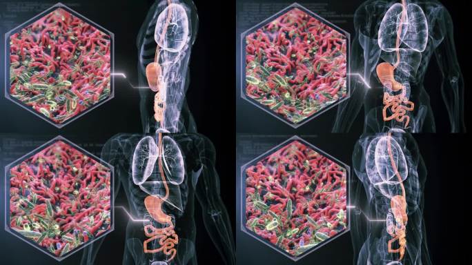 肠道细菌医院研究气体人体模型肠道