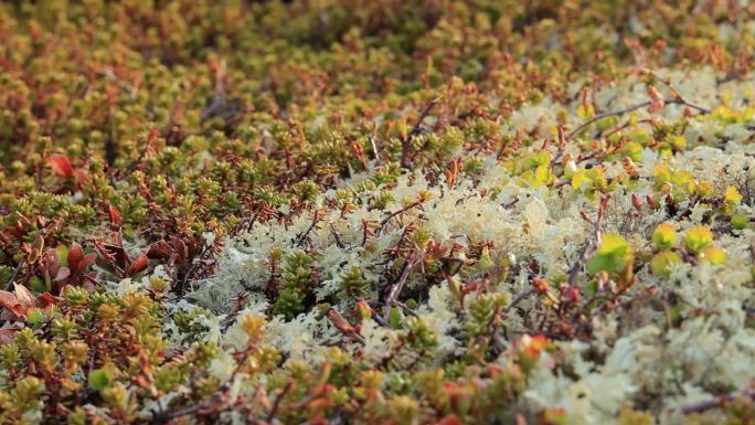 北极苔原地衣苔藓特写。主要发现在北极苔原，高山苔原地区，它是非常耐寒的。毛地衣，又称驯鹿杯地衣。