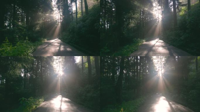 森林道路上的阳光叶缝阳光普照绿色春天夏日