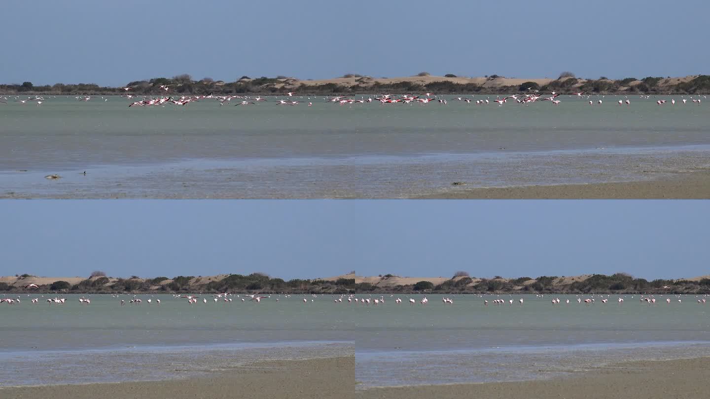 野生火烈鸟在湿地湖在一个真实的自然栖息地