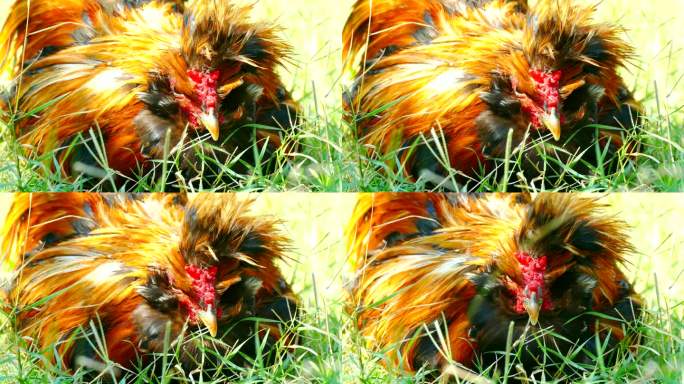 有冠的公鸡在草地上休息