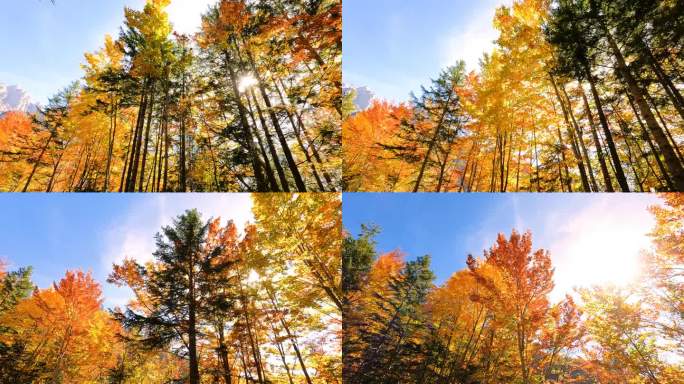 在阳光明媚的日子里穿过五彩缤纷的秋林