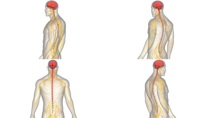 人体神经系统中枢器官脑解剖动画概念