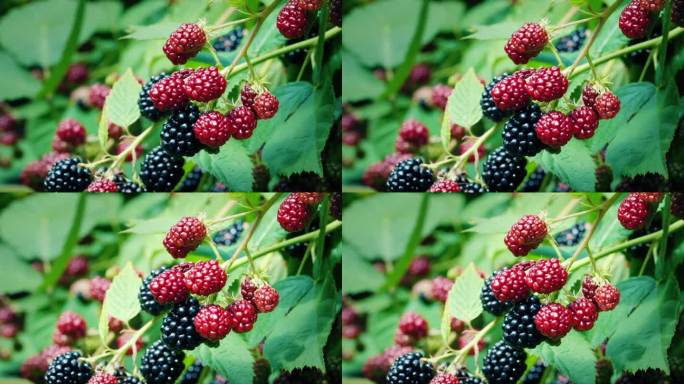 有成熟和未成熟果实的黑莓灌木