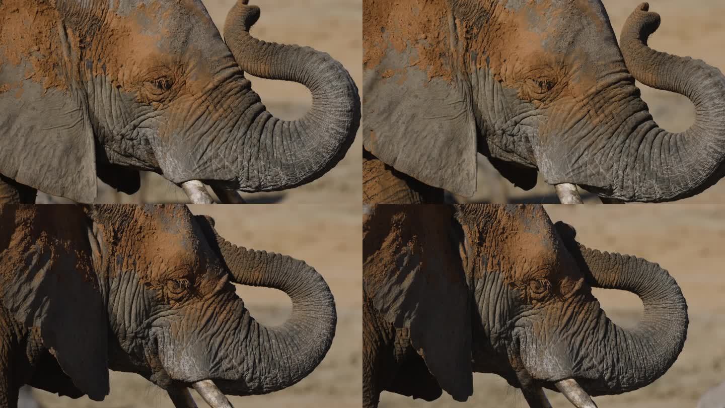 超近距离。大象的侧视图，头部和面部满是沙子