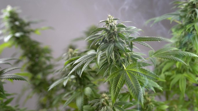 种植大麻用于生产医用大麻