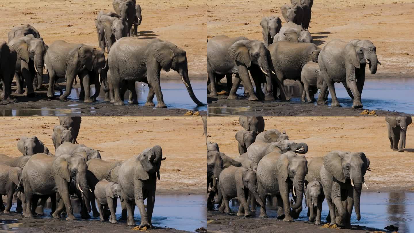 特写镜头。一群正在繁殖的大象来到水坑喝水