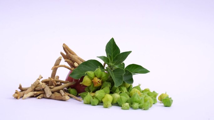 增强免疫力的植物，Withania somnifera，通常被称为印度菜