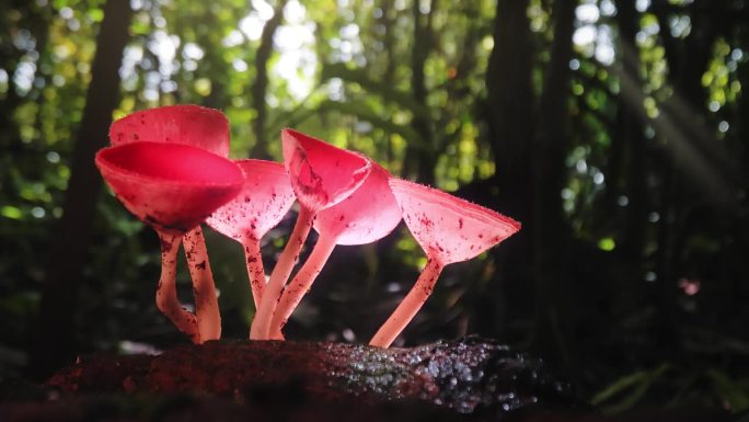 美丽的红杯蘑菇在热带雨林