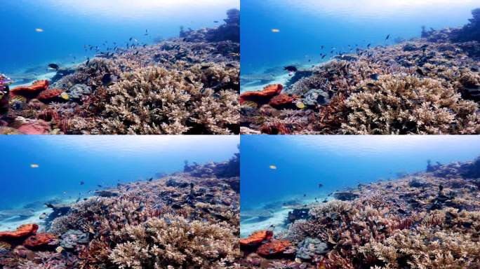 美丽的水下彩色热带珊瑚礁和海鱼。探索海洋中的野生动物风景。在亚洲珊瑚礁平静的海洋浮潜。明亮充满活力的