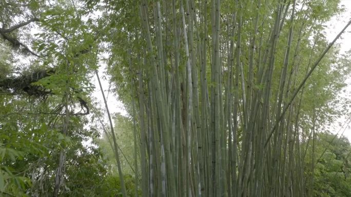 空中无人机观看瀑布和流经茂密丛林的河流