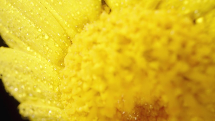 微距拍摄的黄色水仙花在旋转时被水滴覆盖。