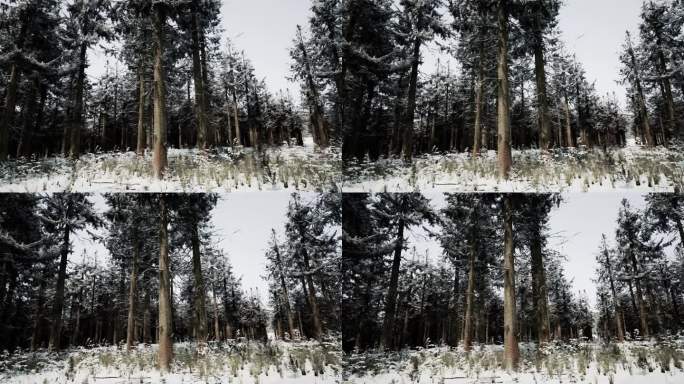 黑漆漆的森林里长满了白霜的松树