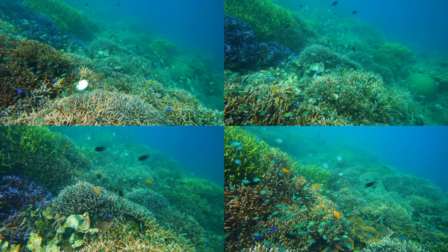 彩色珊瑚的慢动作深海海洋大海