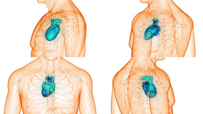 人体循环系统心脏跳动解剖动画概念