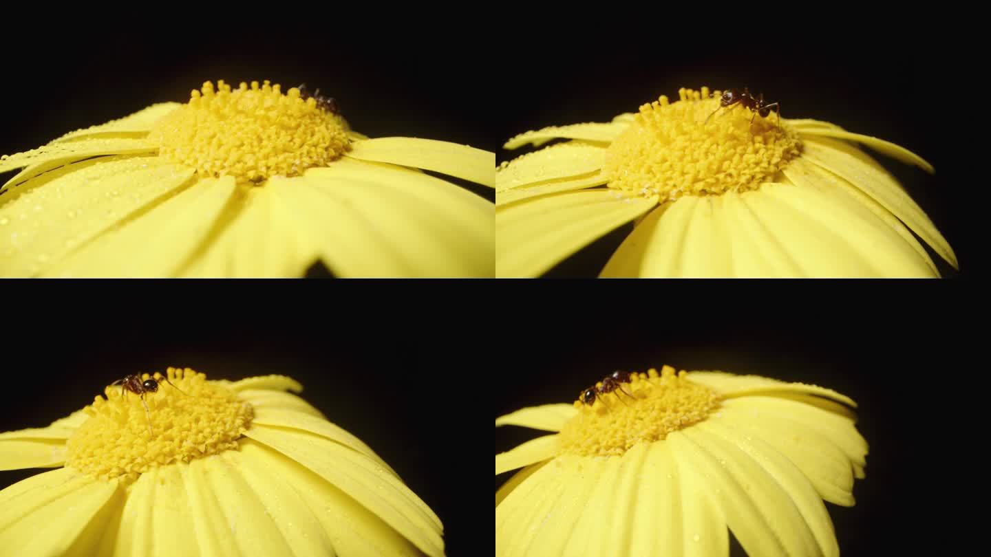 在微距镜头下，一朵黄色的水仙花被水滴包围，在黑色背景上旋转，上面爬着一只蚂蚁。