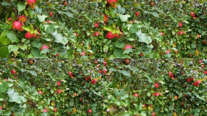 阳光下挂满红苹果的苹果树。红苹果长在树枝上。有选择性的重点。收获时间。苹果果园。树枝上的苹果特写，在