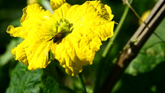 蜜蜂在丝瓜花上采蜜