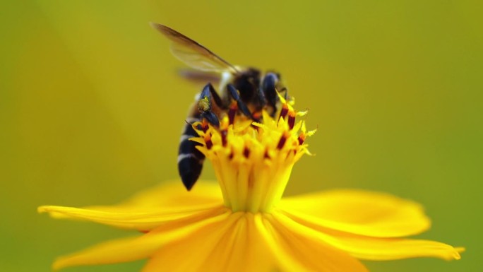 蜜蜂在花上采蜜花蕊大黄蜂特写微距