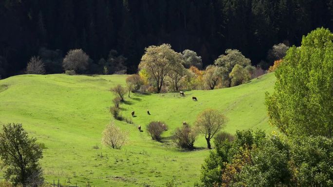 牛群在森林里童话般的草地上吃草